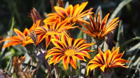 Sommer Balkonpflanzen: 13 blühende Ideen für volle Sonne