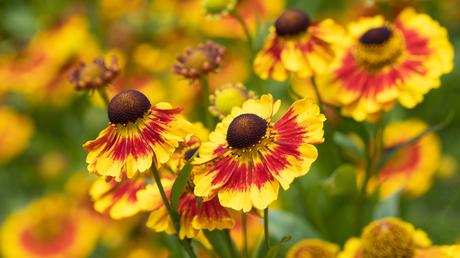 Sommer Balkonpflanzen: 13 blühende Ideen für volle Sonne