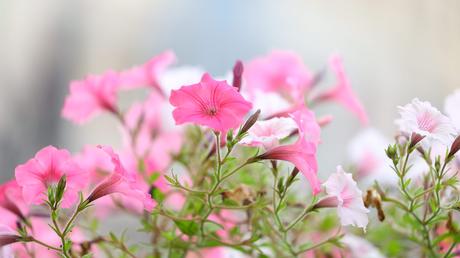 Sommer Balkonpflanzen: 13 blühende Ideen für volle Sonne