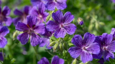 Sommer Balkonpflanzen: 13 blühende Ideen für volle Sonne