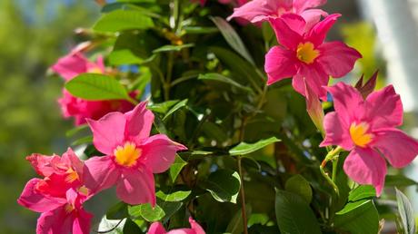 Sommer Balkonpflanzen: 13 blühende Ideen für volle Sonne