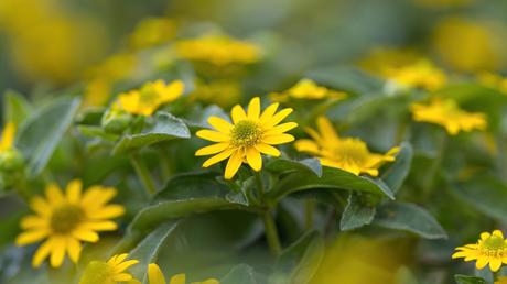 Sommer Balkonpflanzen: 13 blühende Ideen für volle Sonne