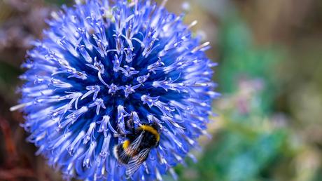 Beliebte Kugeldistel als Sommer-Balkonpflanze