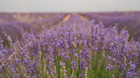 Beliebter Lavendel als Sommer-Balkonpflanze.
