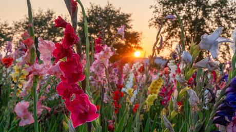 Beliebte Gladiole als Sommer-Balkonpflanze