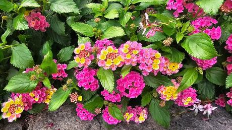Beliebtes Wandelröschen als Sommer-Balkonpflanze.