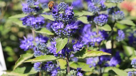 Sommer Balkonpflanzen: 13 blühende Ideen für volle Sonne