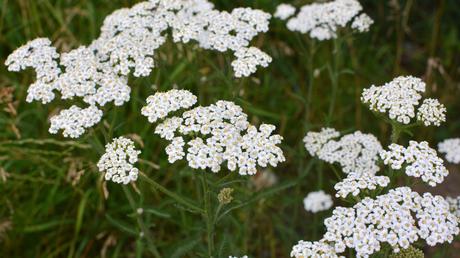 Bienenfreundliche Balkonpflanzen – 25 pflegeleichte & bunte Arten
