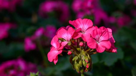 Bienenfreundliche Balkonpflanzen – 25 pflegeleichte & bunte Arten