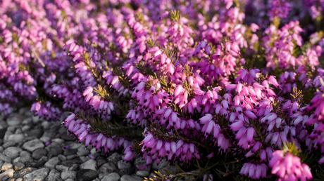 bienenfreundliche Balkonplanzen Schneeheide
