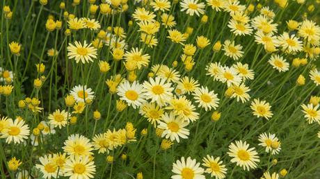 Bienenfreundliche Balkonpflanzen – 25 pflegeleichte & bunte Arten