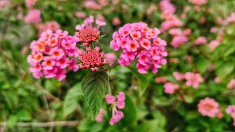 Bienenfreundliche Balkonpflanzen – 25 pflegeleichte & bunte Arten