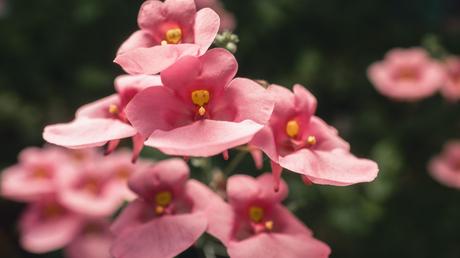 Bienenfreundliche Balkonpflanzen – 25 pflegeleichte & bunte Arten