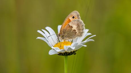 bienenfreundliche Balkonplanzen Margerite