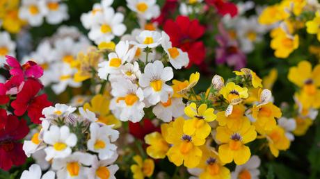 Bienenfreundliche Balkonpflanzen – 25 pflegeleichte & bunte Arten