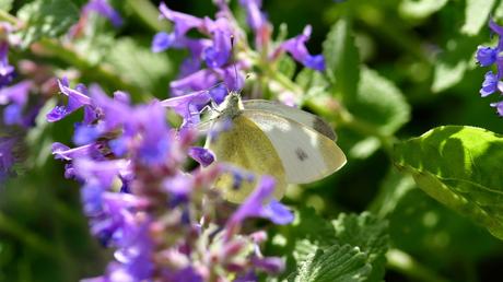 bienenfreundliche Balkonplanzen Katzenminze
