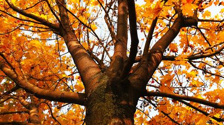 bienenfreundliche Balkonplanzen Herbst-Aster