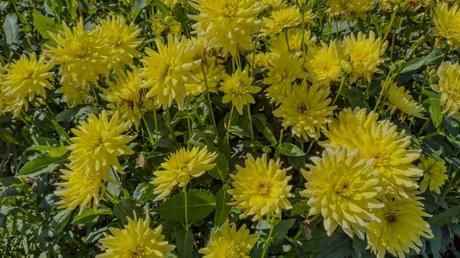  Dahlie bienenfreundliche Balkonplanzen 
