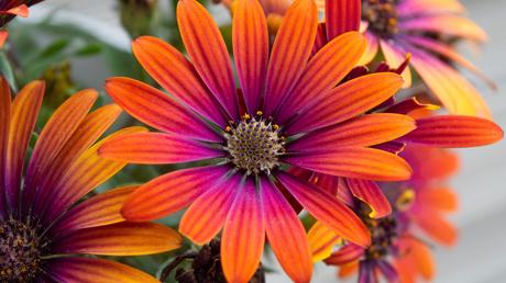 Bienenfreundliche Balkonpflanzen – 25 pflegeleichte & bunte Arten