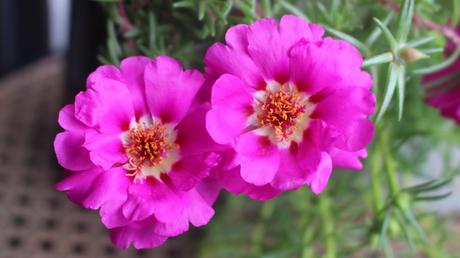 bienenfreundliche Balkonplanzen Portulakröschen