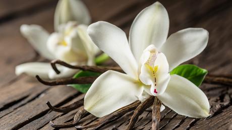 Bienenfreundliche Balkonpflanzen – 25 pflegeleichte & bunte Arten