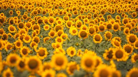 bienenfreundliche Balkonplanzen Sonnenblumen