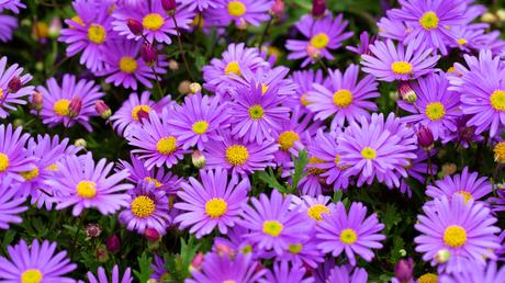 Bienenfreundliche Balkonpflanzen – 25 pflegeleichte & bunte Arten