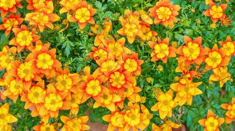 Bienenfreundliche Balkonpflanzen – 25 pflegeleichte & bunte Arten