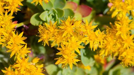 Sedum 'Weihenstephaner Gold' Boden für bodendecker pflanzen richtig vorbereiten
