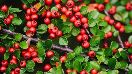 Der Cotoneaster Boden für bodendecker pflanzen richtig vorbereiten