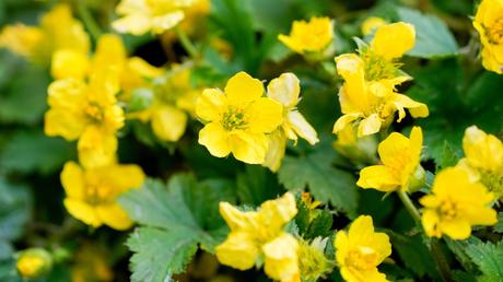  Waldsteinia gegen unkraut Boden für bodendecker pflanzen richtig vorbereiten