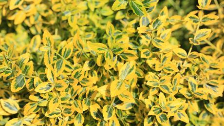 Euonymus – vielseitiger und dekorativer Bodendecker.Boden für bodendecker pflanzen richtig vorbereiten