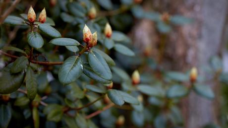 Frieders Evergreen – kompakter Bodendecker aus der Cotoneaster-Familie