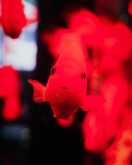 Ein leuchtend roter Fisch schwimmt auf die Kamera zu, umgeben von anderen roten Fischen in einem dunklen Aquarium.