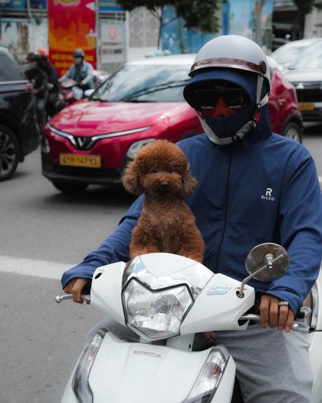 Eine Person in blauer Jacke und mit Helm fährt auf einem Motorroller, vor dem ein brauner Pudel sitzt.