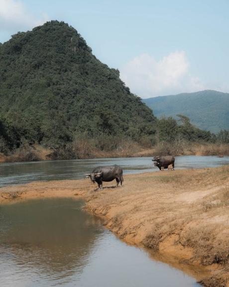 Zwei Wasserbüffel stehen an einem Flussufer mit grünen Hügeln und blauem Himmel im Hintergrund.