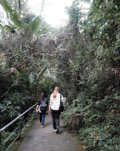 Zwei Personen gehen auf einem gepflasterten Weg durch dichte, grüne Waldvegetation.