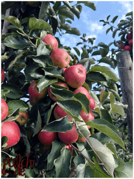 [Session-Life] „Picture my Day“ Day #2025 ~ September