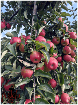 [Session-Life] „Picture my Day“ Day #2025 ~ September