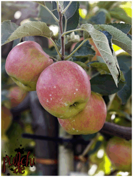 [Session-Life] „Picture my Day“ Day #2025 ~ September