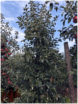 [Session-Life] „Picture my Day“ Day #2025 ~ September