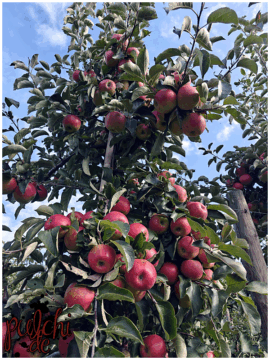 [Session-Life] „Picture my Day“ Day #2025 ~ September