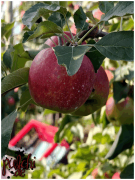 [Session-Life] „Picture my Day“ Day #2025 ~ September