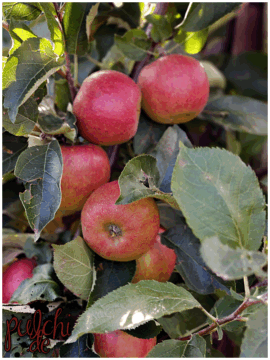 [Session-Life] „Picture my Day“ Day #2025 ~ September