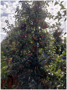 [Session-Life] „Picture my Day“ Day #2025 ~ September