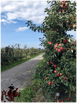 [Session-Life] „Picture my Day“ Day #2025 ~ September