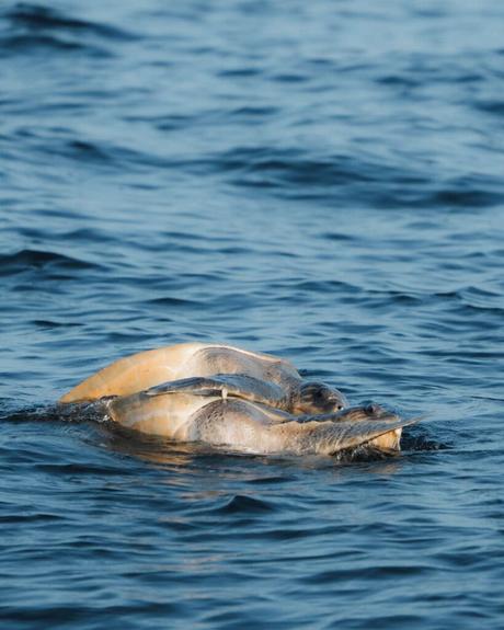 Zwei Meeresschildkröten bei der Paarung an der Meeresoberfläche, teilweise über dem blauen Wasser.
