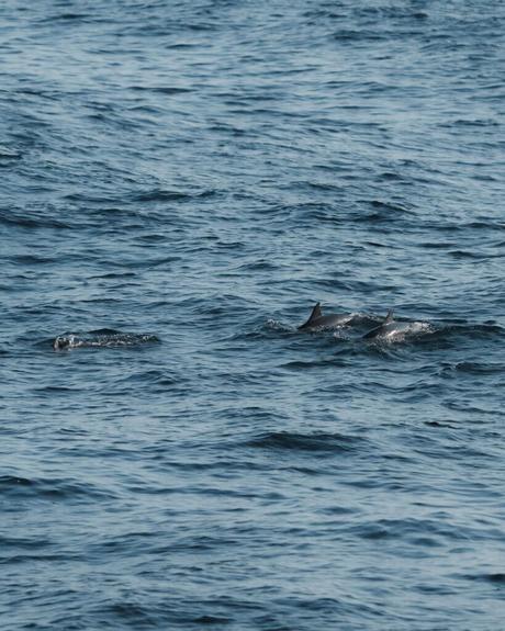 Drei Delfine schwimmen knapp unter der Oberfläche des ruhigen, blauen Ozeans.