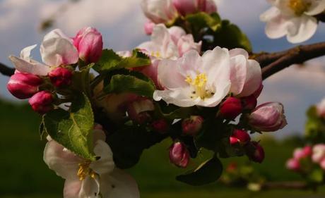 Vorgarten gestalten: In 4 Schritten zum ganzjährig schönen Beet