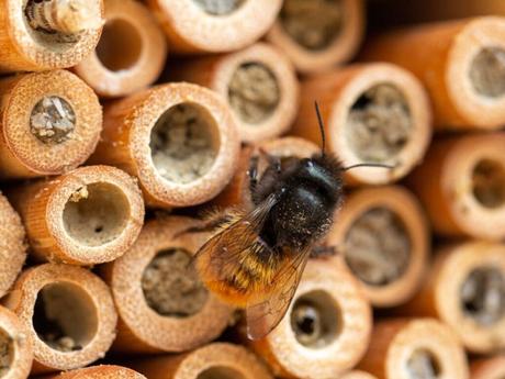 Eine Biene sitzt vor dem Eingang eines Röhrchens.